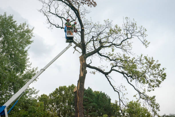 Best Tree Trimming and Pruning  in Bergenfield, NJ