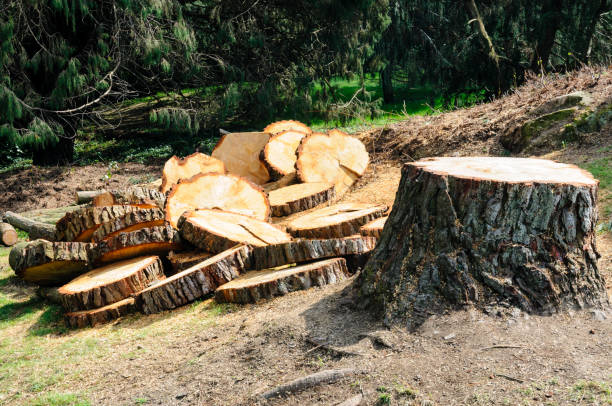 Seasonal Cleanup (Spring/Fall) in Bergenfield, NJ